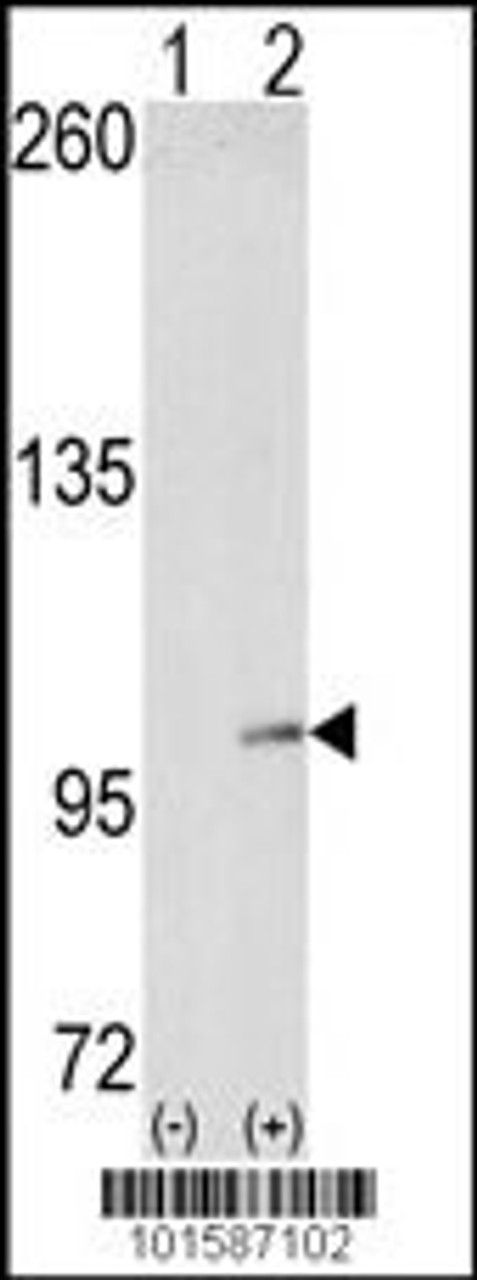 Western blot analysis of EphA4 using EphA4 Antibody using 293 cell lysates (2 ug/lane) either nontransfected (Lane 1) or transiently transfected with the EphA4 gene (Lane 2) .