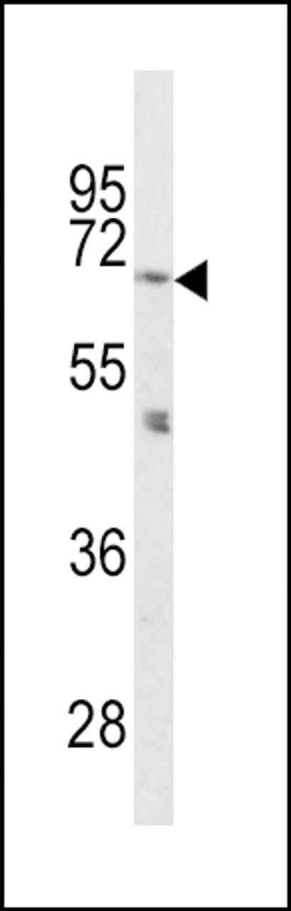 Western blot analysis of PCSK2 Antibody in mouse cerebellum tissue lysates (35ug/lane)