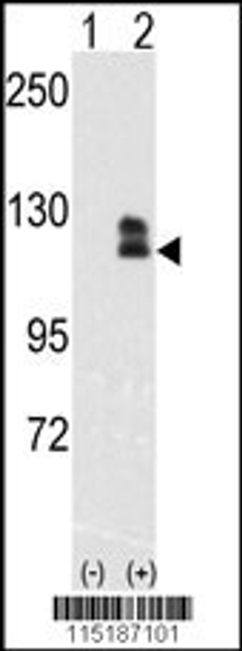 Western blot analysis of EphB2 using rabbit polyclonal EphB2 Antibody.293 cell lysates (2 ug/lane) either nontransfected (Lane 1) or transiently transfected with the EphB2 gene (Lane 2) .
