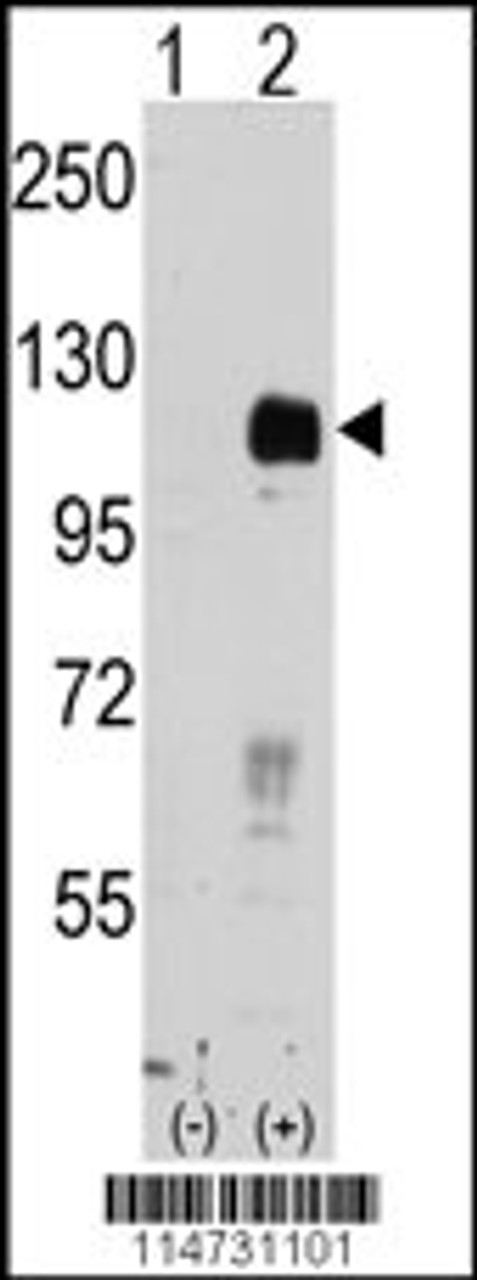 Western blot analysis of EphB4 using rabbit polyclonal EphB4 Antibody.293 cell lysates (2 ug/lane) either nontransfected (Lane 1) or transiently transfected with the EphB4 gene (Lane 2) .