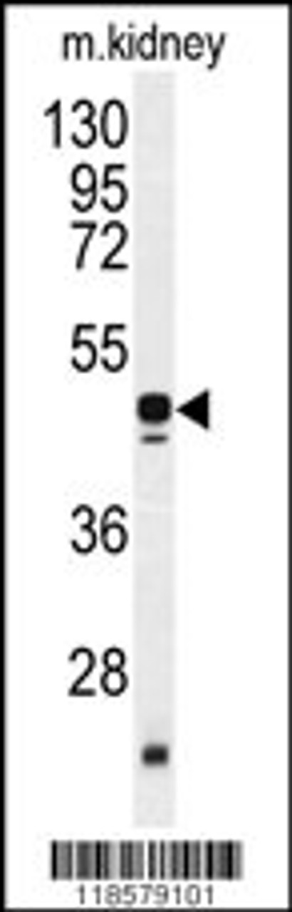 Western blot analysis of POLDIP2 antibody in mouse kidney tissue lysates (35ug/lane)