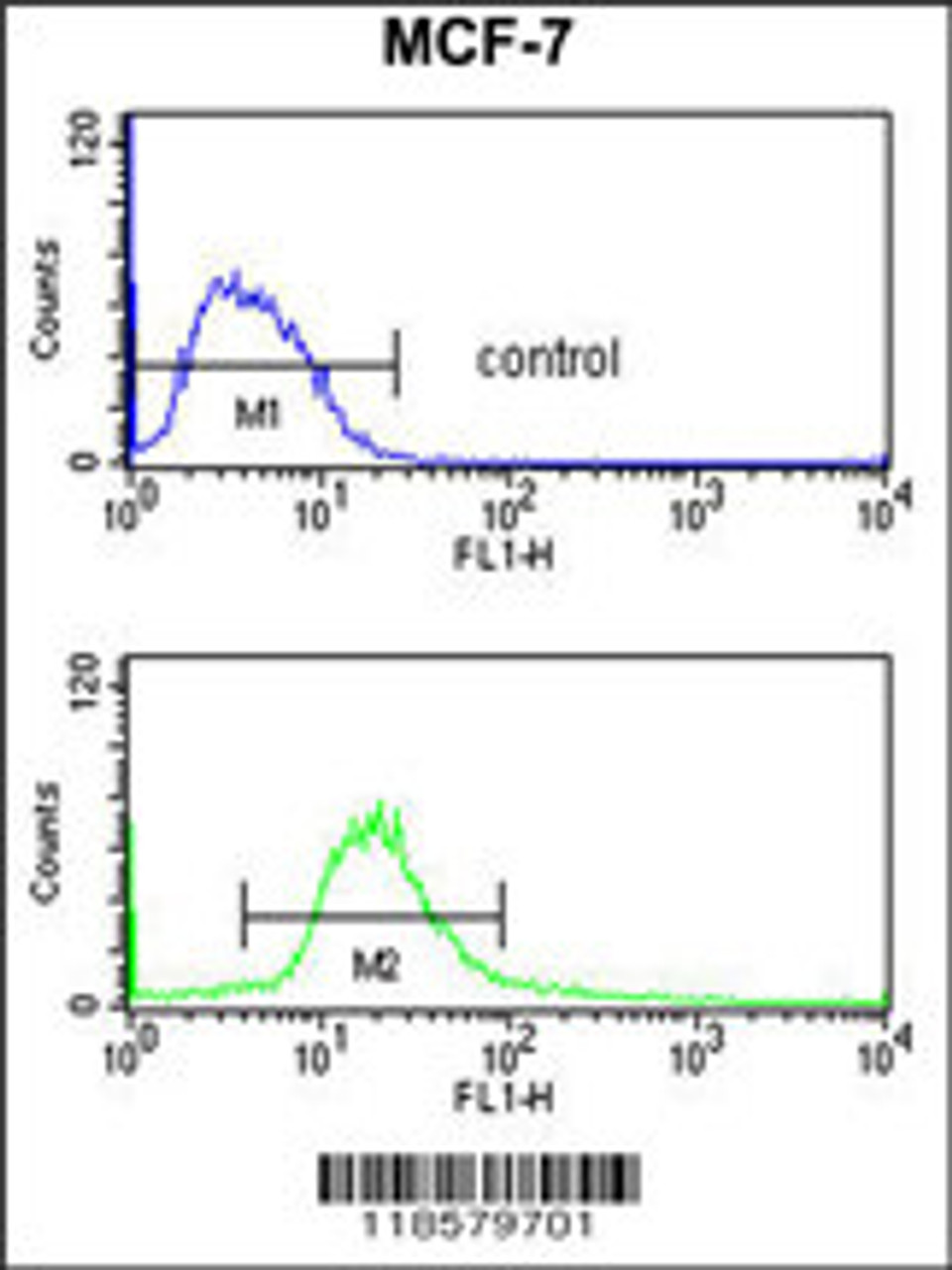 Flow cytometry analysis of MCF-7 cells (bottom histogram) compared to a negative control cell (top histogram) .FITC-conjugated goat-anti-rabbit secondary antibodies were used for the analysis.