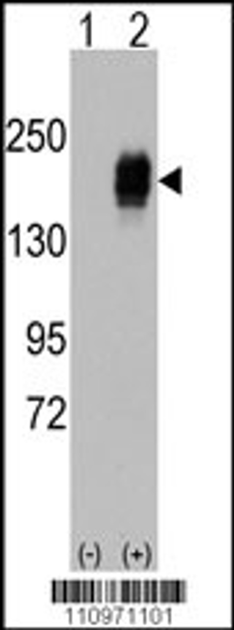 Western blot analysis of EGFR using rabbit polyclonal EGFR Antibody.293 cell lysates (2 ug/lane) either nontransfected (Lane 1) or transiently transfected with the EGFR gene (Lane 2) .