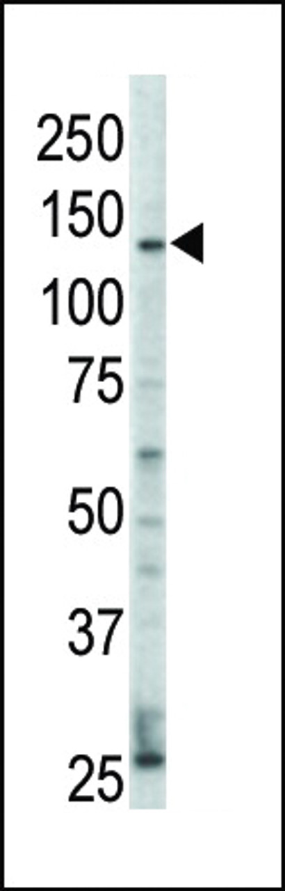 Western blot analysis of anti-ErbB4 Pab in HL60 cell lysate