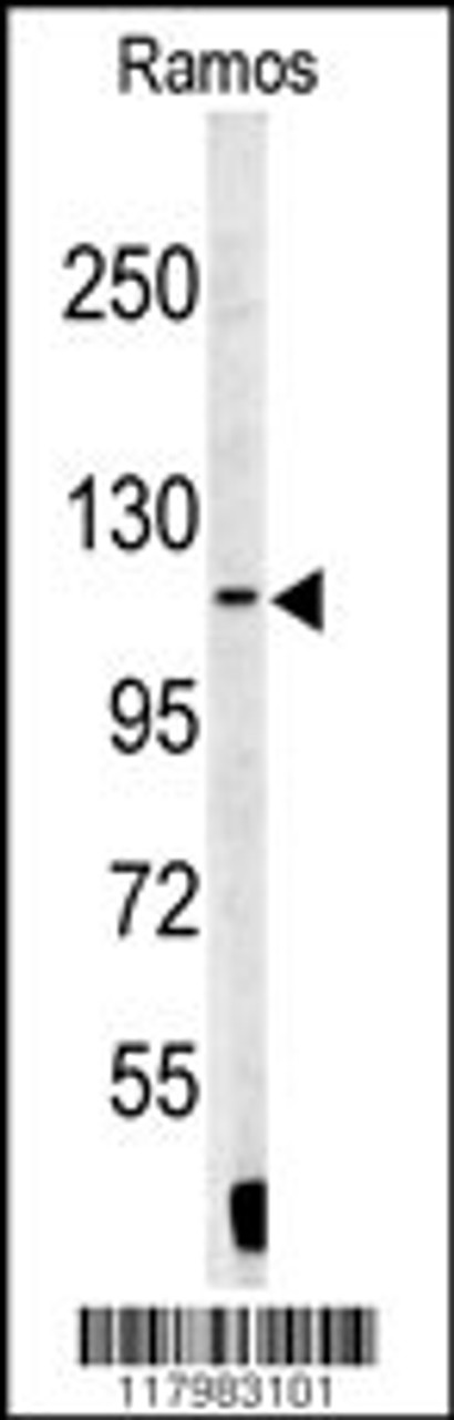 Western blot analysis of XPOT antibody in Ramos cell line lysates (35ug/lane)