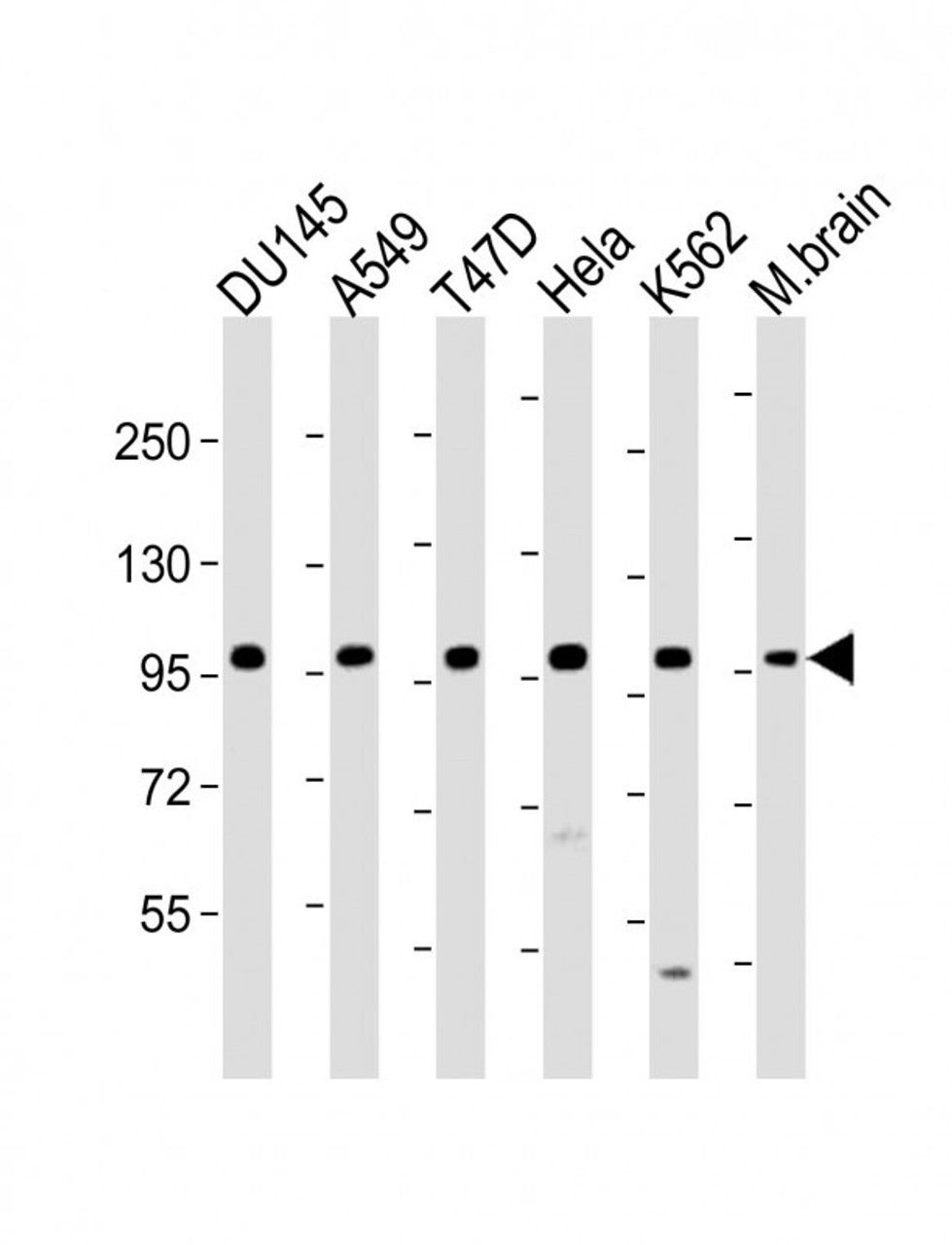 Western Blot at 1:1000-1:2000 dilution Lane 1: DU145 whole cell lysate Lane 2: A549 whole cell lysate Lane 3: T47D whole cell lysate Lane 4: Hela whole cell lysate Lane 5: K562 whole cell lysate Lane 6: M.brain whole lysate Lysates/proteins at 20 ug per lane.