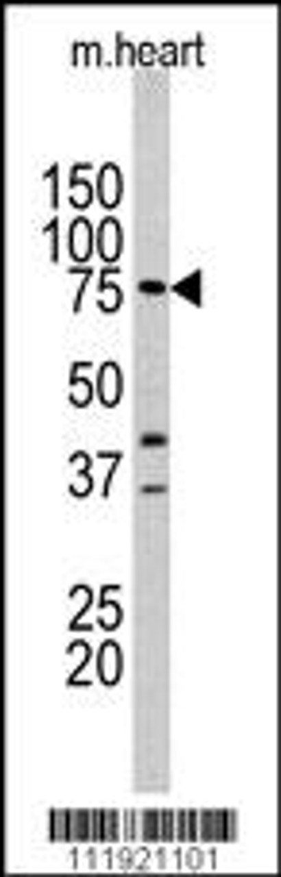 Western blot analysis of anti-LTF Antibody Pab in mouse heart tissue lysates (35ug/lane) .