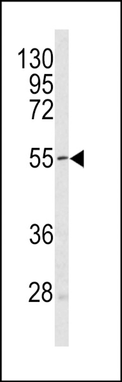 Western blot analysis of Sestrin-1 antibody in mouse heart tissue lysates (35ug/lane)