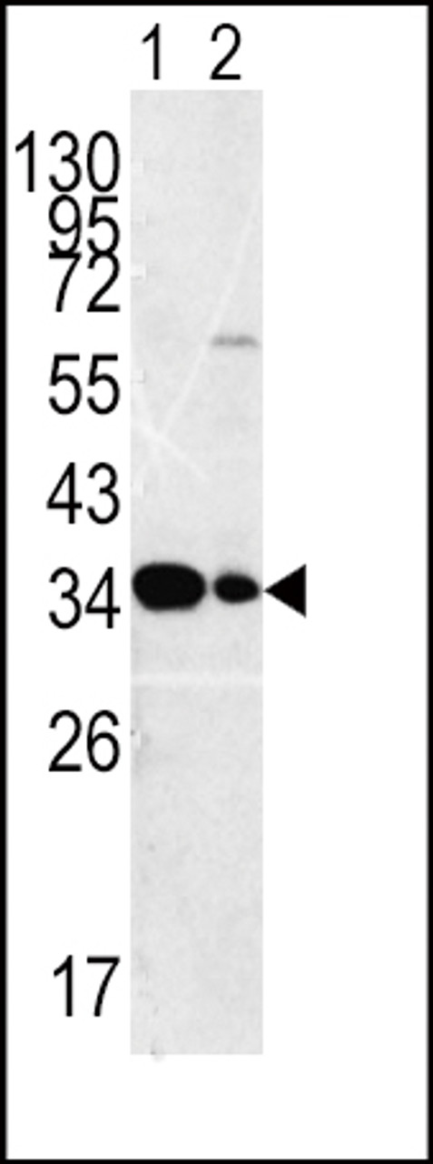 Western blot analysis of MPST antibody in HepG2 Lane 1 and Hela (lane2 ) cell line lysates (35ug/lane)