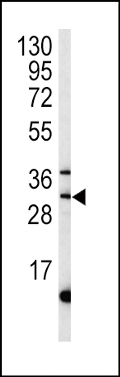 Western blot analysis of MPST antibody in mouse liver tissue lysates (35ug/lane)