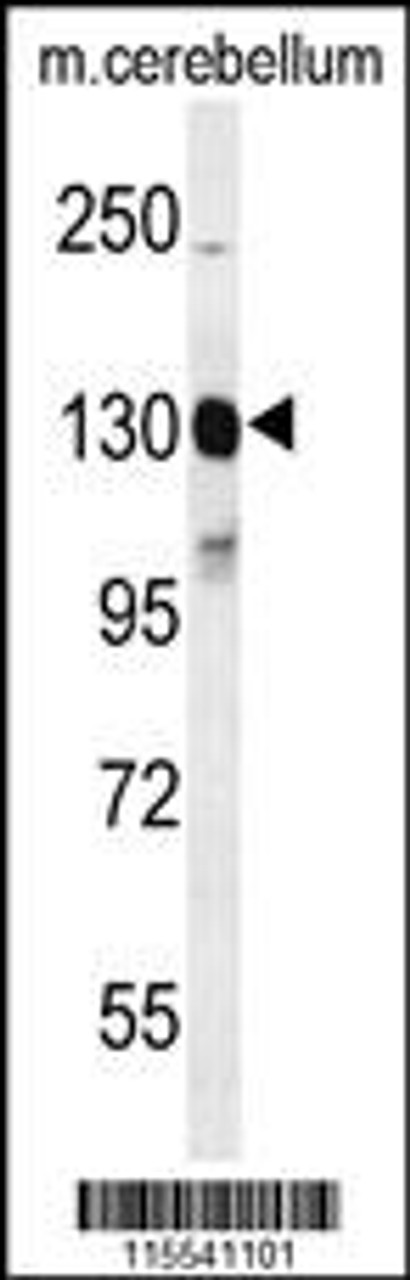 Western blot analysis of KIT Antibody (Y703) in mouse cerebellum tissue lysates (35ug/lane)