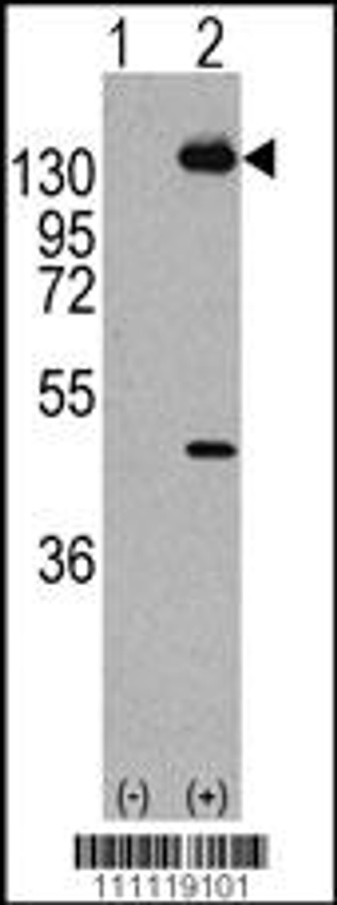 Western blot analysis of PDGFRA using rabbit polyclonal PDGFRA Antibody (Y768) using 293 cell lysates (2 ug/lane) either nontransfected (Lane 1) or transiently transfected with the PDGFRA gene (Lane 2) .