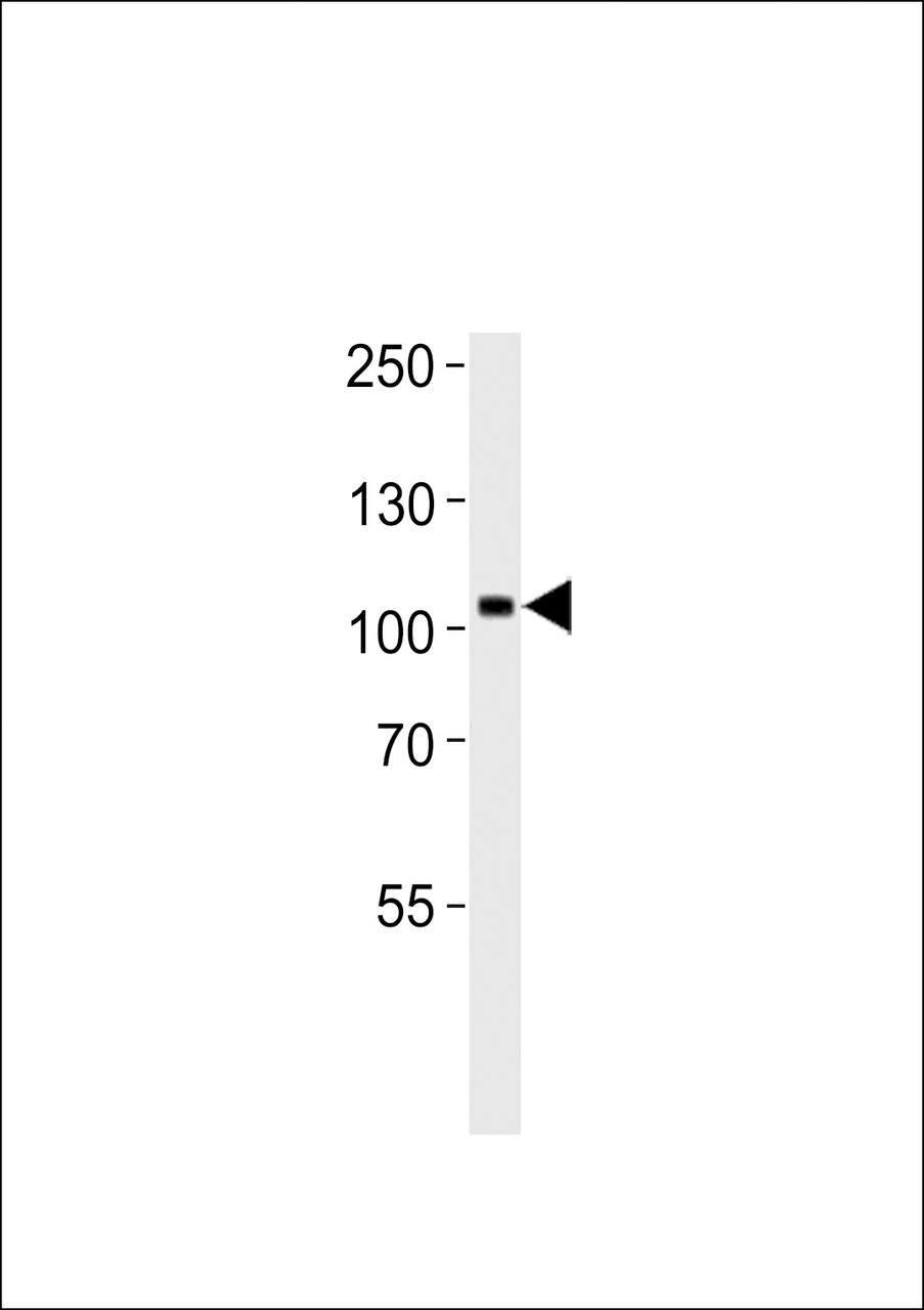 Western blot analysis in U87-MG cell line lysates (35ug/lane) .