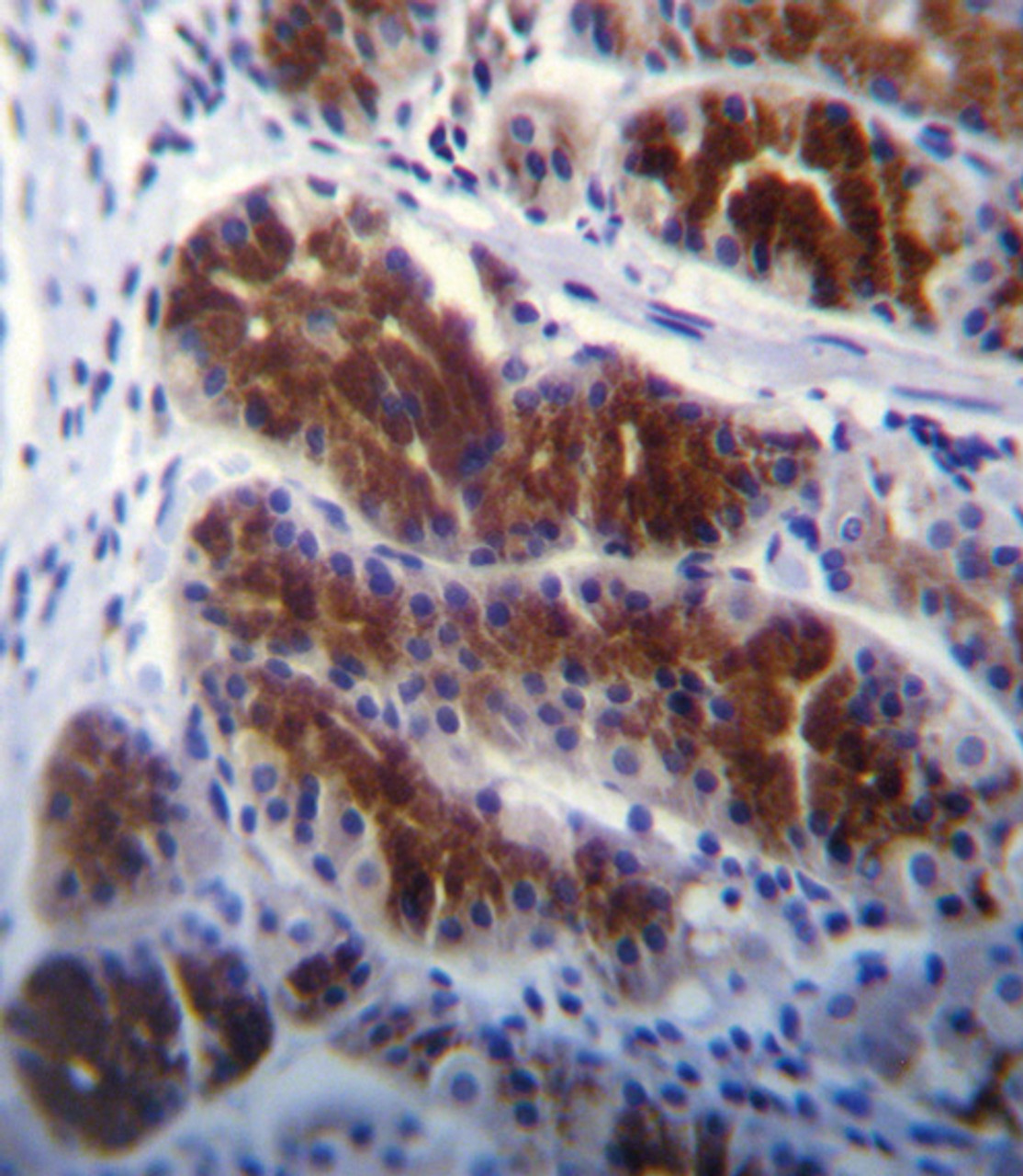 FRK Antibody immunohistochemistry analysis in formalin fixed and paraffin embedded human stomach tissue followed by peroxidase conjugation of the secondary antibody and DAB staining.