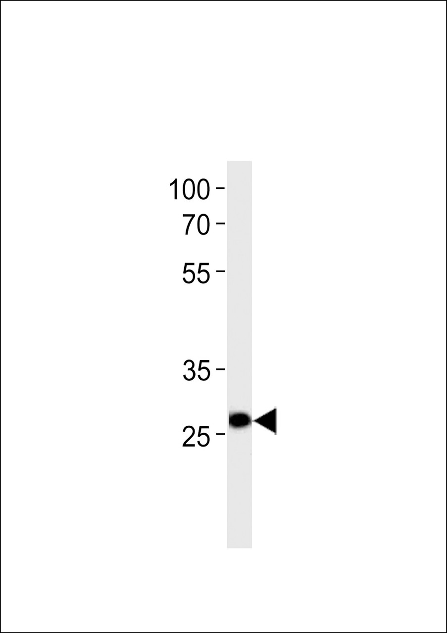 Western blot analysis in U-937 cell line lysates (35ug/lane) .