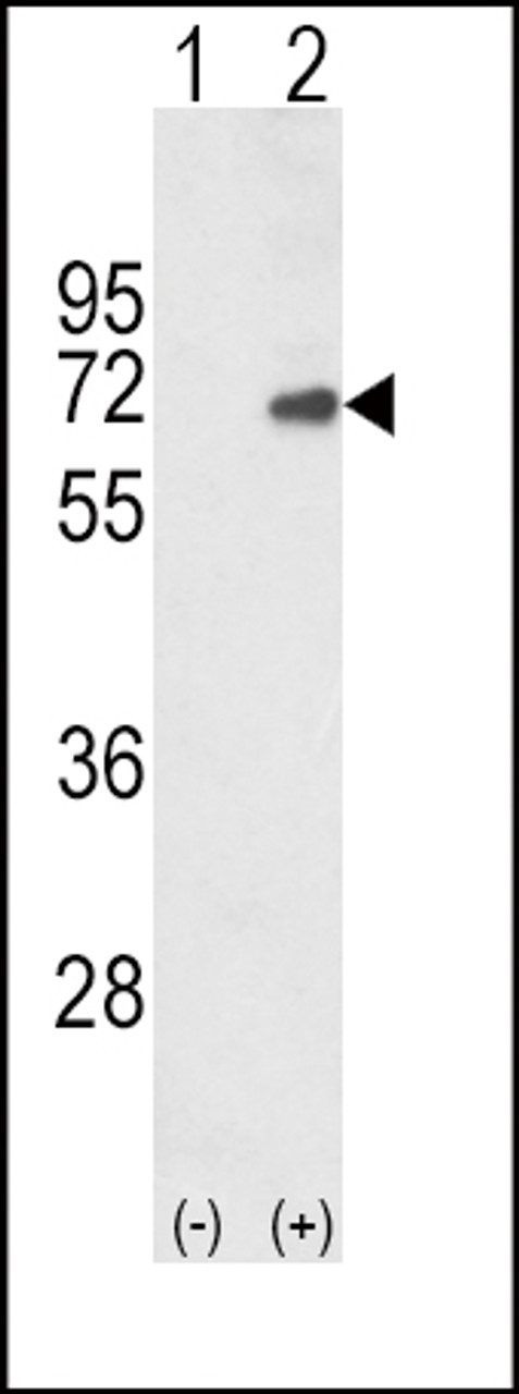 Western blot analysis of SMAD4 using rabbit polyclonal SMAD4 Antibody using 293 cell lysates (2 ug/lane) either nontransfected (Lane 1) or transiently transfected with the SMAD4 gene (Lane 2) .