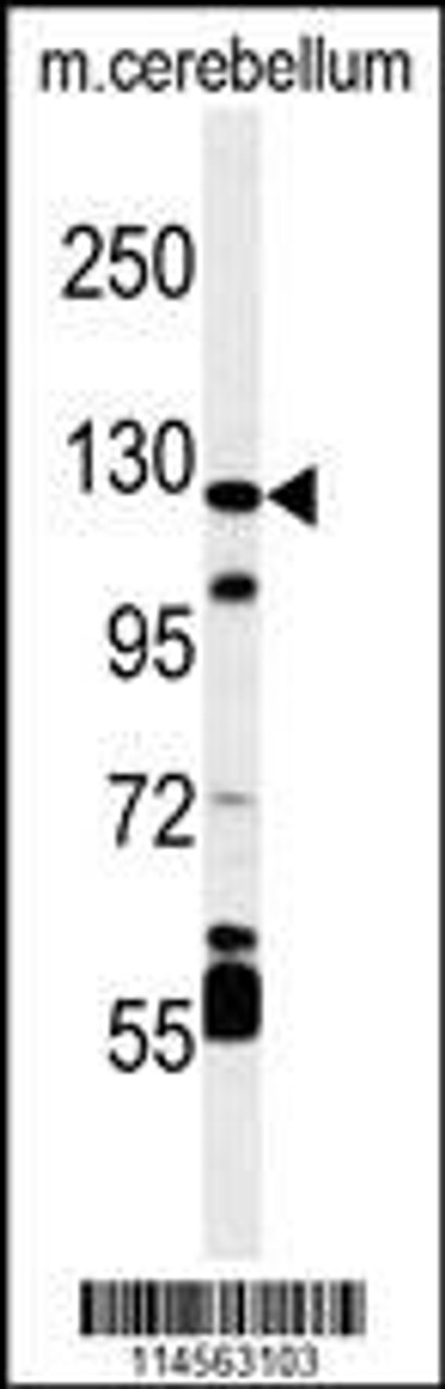 Western blot analysis of HIF1Alpha Antibody in mouse cerebellum tissue lysates (35ug/lane)