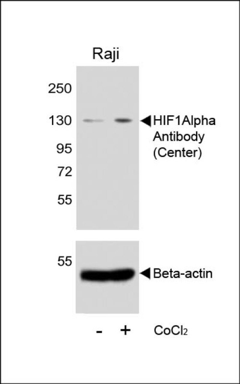 Western blot analysis of lysates from Raji cell line, untreated or treated with CoCl2 (0. 1mM) , using HIF1Alpha Antibody (upper) or Beta-actin (lower) .