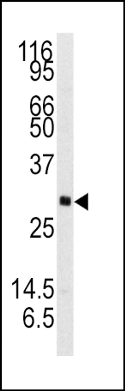 Western blot analysis of anti-NTF3 Antibody in mouse brain tissue lysates (35ug/lane)