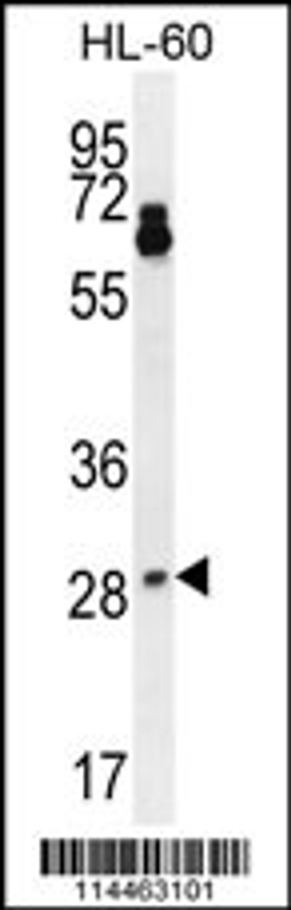 Western blot analysis in HL-60 cell line lysates (35ug/lane) .