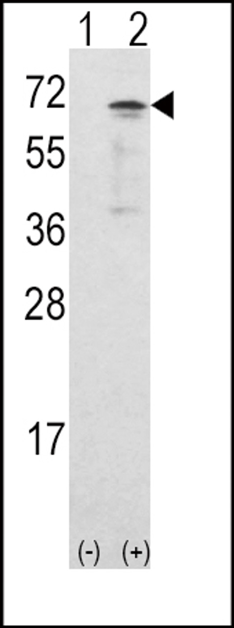 Western blot analysis of CAMKK1 using rabbit polyclonal CAMKK1 Antibody using 293 cell lysates (2 ug/lane) either nontransfected (Lane 1) or transiently transfected with the CAMKK1 gene (Lane 2) .