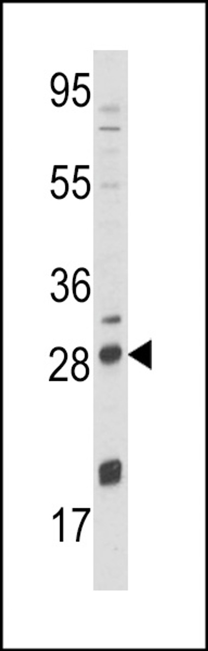 Western blot analysis of NGFB Antibody in NCI-H460 cell line lysates (35ug/lane)
