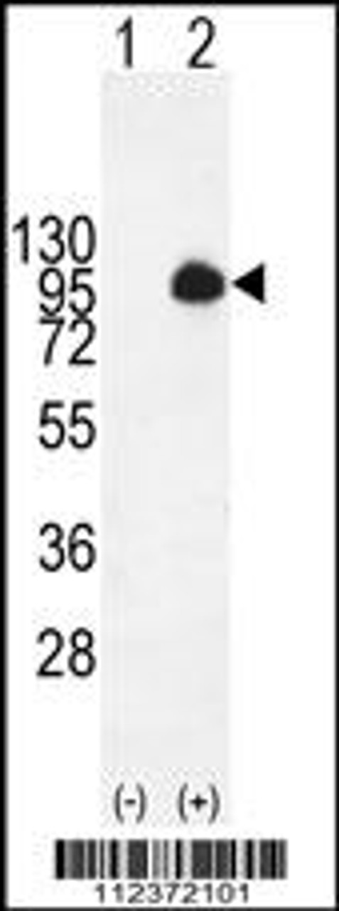 Western blot analysis of MUC20 using rabbit polyclonal MUC20 Antibody using 293 cell lysates (2 ug/lane) either nontransfected (Lane 1) or transiently transfected with the MUC20 gene (Lane 2) .