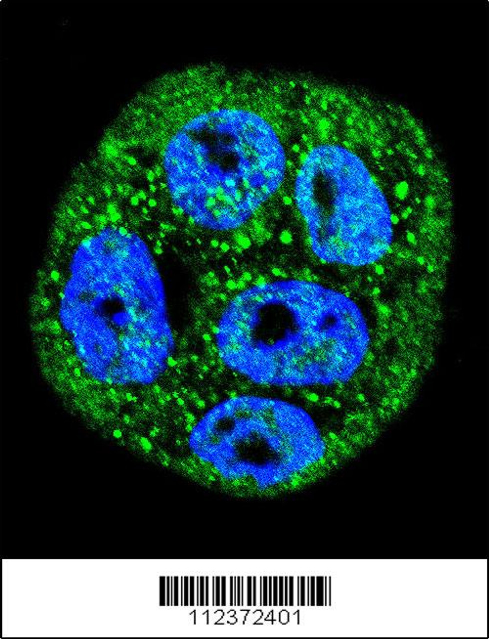 Confocal immunofluorescent analysis of MUC20 Antibody with WiDr cell followed by Alexa Fluor 488-conjugated goat anti-rabbit lgG (green) . DAPI was used to stain the cell nuclear (blue) .