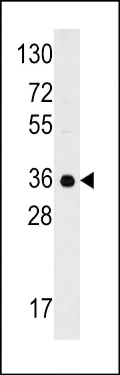 Western blot analysis of anti-C1QBP Antibody in 293 cell line lysates (35ug/lane) .