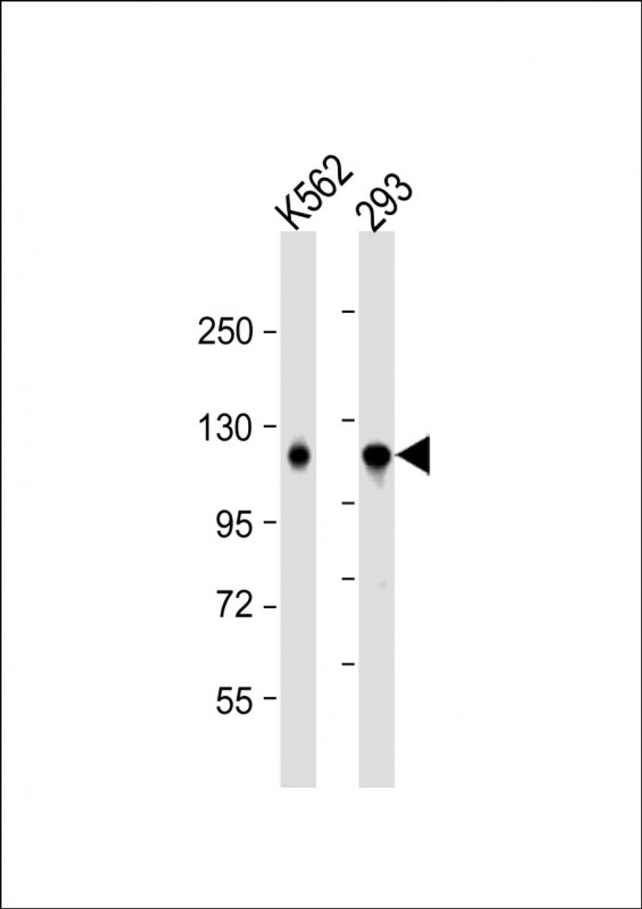 Western Blot at 1:1000 dilution Lane 1: K562 whole cell lysate Lane 2: 293 whole cell lysate Lysates/proteins at 20 ug per lane.