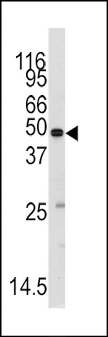 Western blot analysis of anti-MARS2 Antibody (AP7841b) in mouse testis tissue lysates (35ug/lane) .