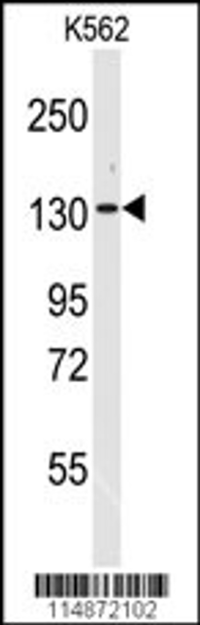 Western blot analysis of anti-VARS Antibody in K562 cell line lysates (35ug/lane)