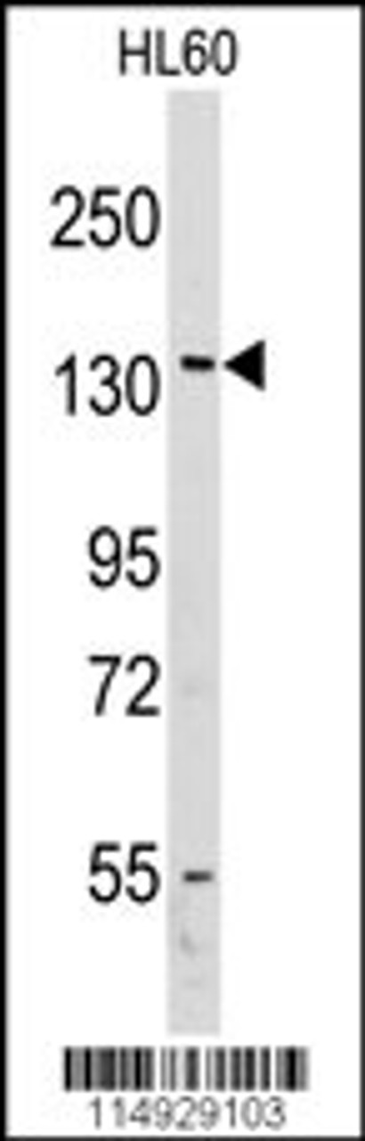 Western blot analysis of anti-VARS Antibody in HL60 cell line lysates (35ug/lane)