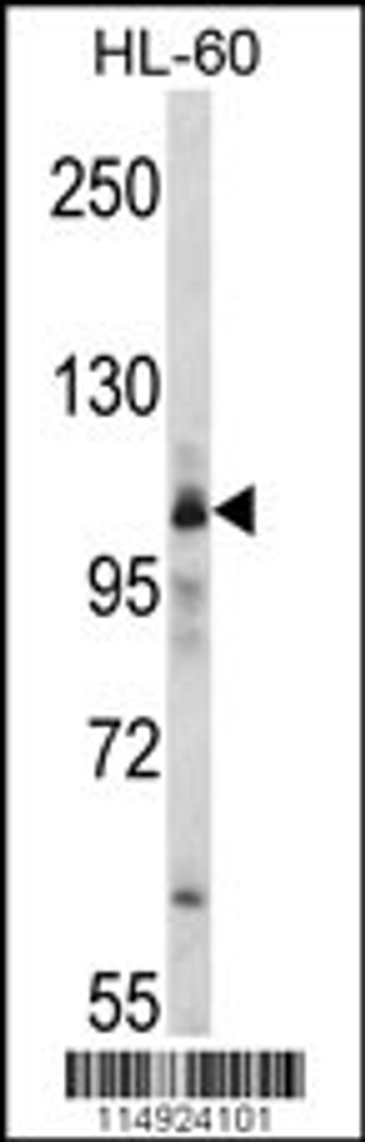Western blot analysis of MARS Antibody in HL-60 cell line lysates (35ug/lane)
