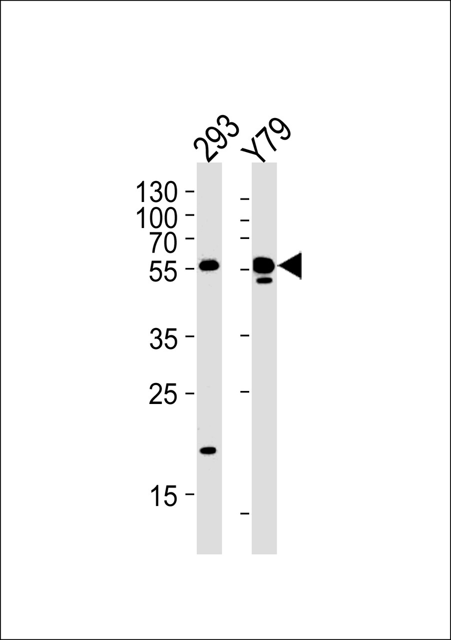Western blot analysis in 293, Y79 cell line lysates (35ug/lane) .