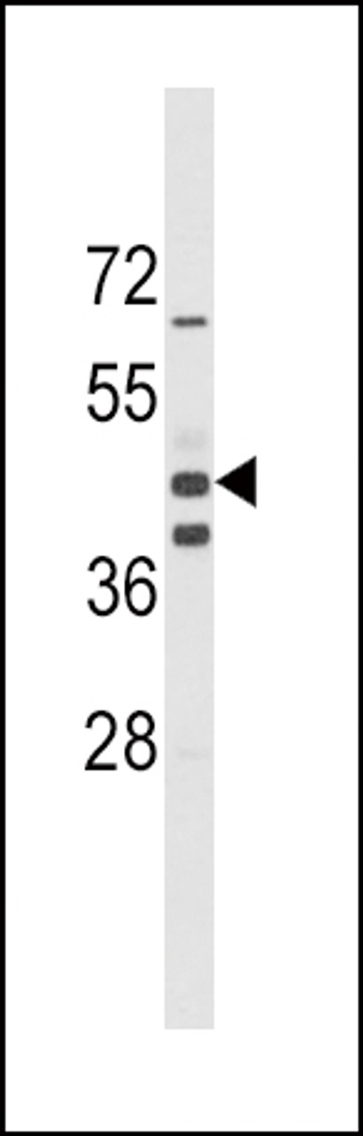Western blot analysis of ALDH1A3 Antibody in mouse spleen tissue lysates (35ug/lane)