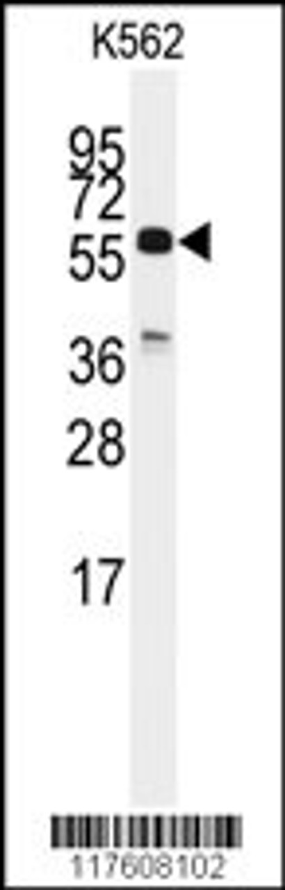 Western blot analysis of anti-CDC25C Antibody in K562 cell line lysates (35ug/lane) .