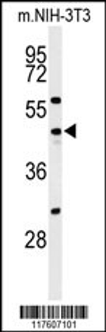Western blot analysis of CDC25C Antibody in NIH-3T3 cell line lysates (35ug/lane)