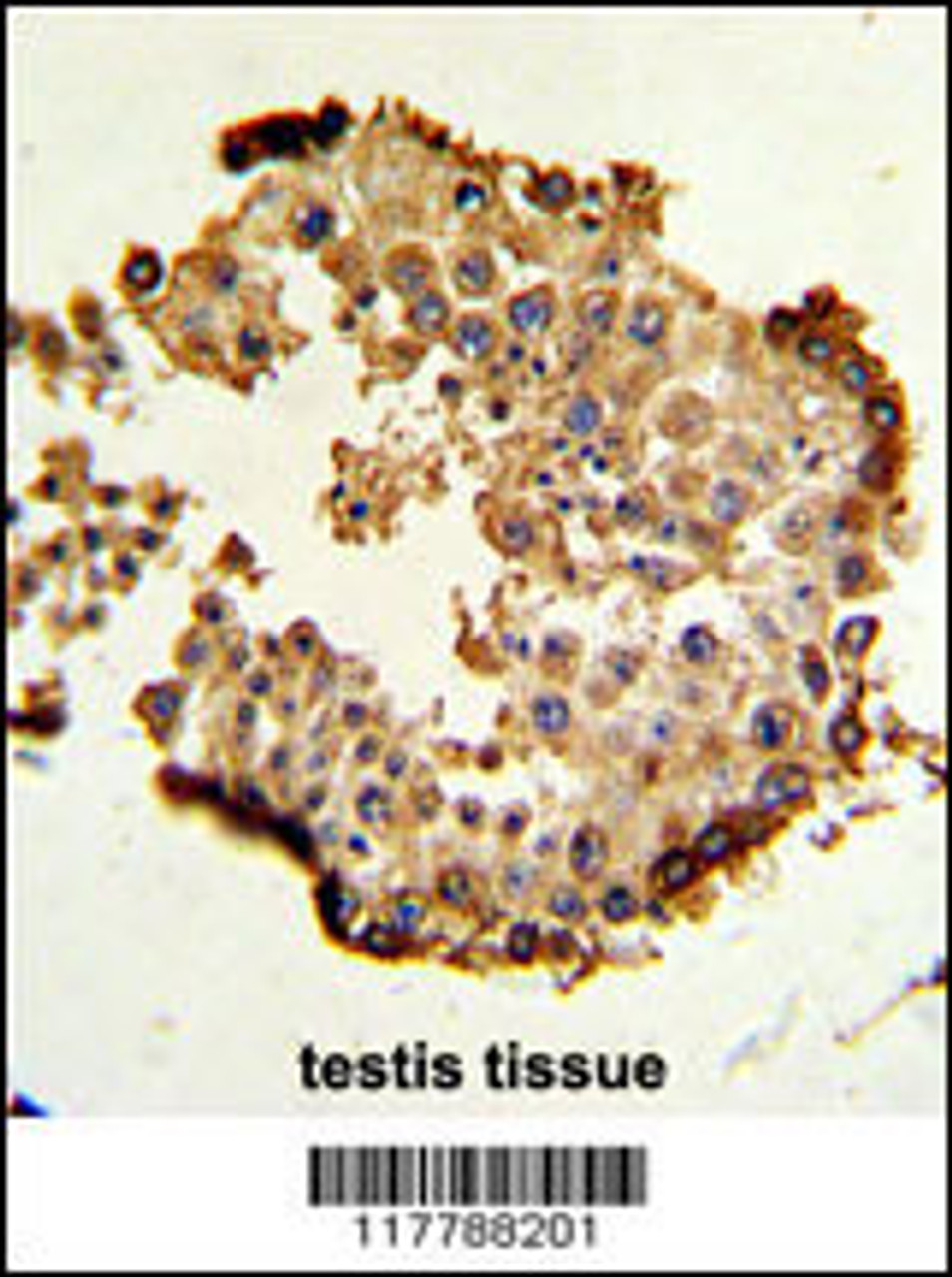 Formalin-fixed and paraffin-embedded human testis tissue reacted with HSP90AB1 Antibody, which was peroxidase-conjugated to the secondary antibody, followed by DAB staining.