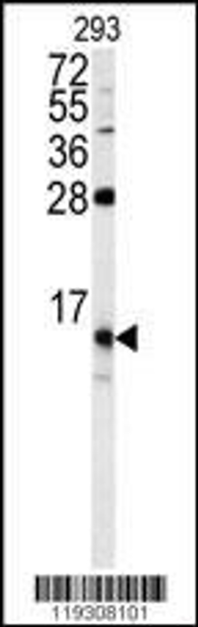 Western blot analysis of FKBP1B antibody in 293 cell line lysates (35ug/lane)