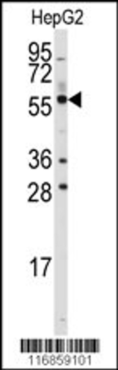 Western blot analysis of anti-ALDH4A1 Antibody in HepG2 cell line lysates (35ug/lane) .