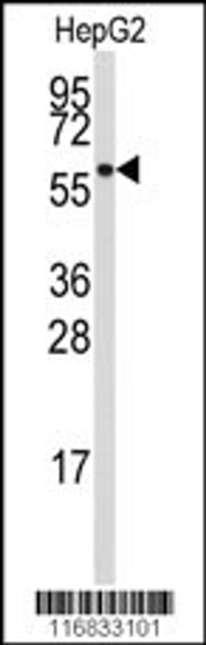 Western blot analysis of anti-ALDH4A1 Antibody in HepG2 cell line lysates (35ug/lane) .