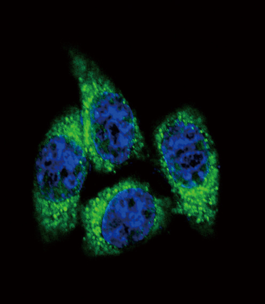 Confocal immunofluorescent analysis of CYP17A1 Antibody with Hela cell followed by Alexa Fluor488-conjugated goat anti-rabbit lgG (green) . DAPI was used to stain the cell nuclear (blue) .