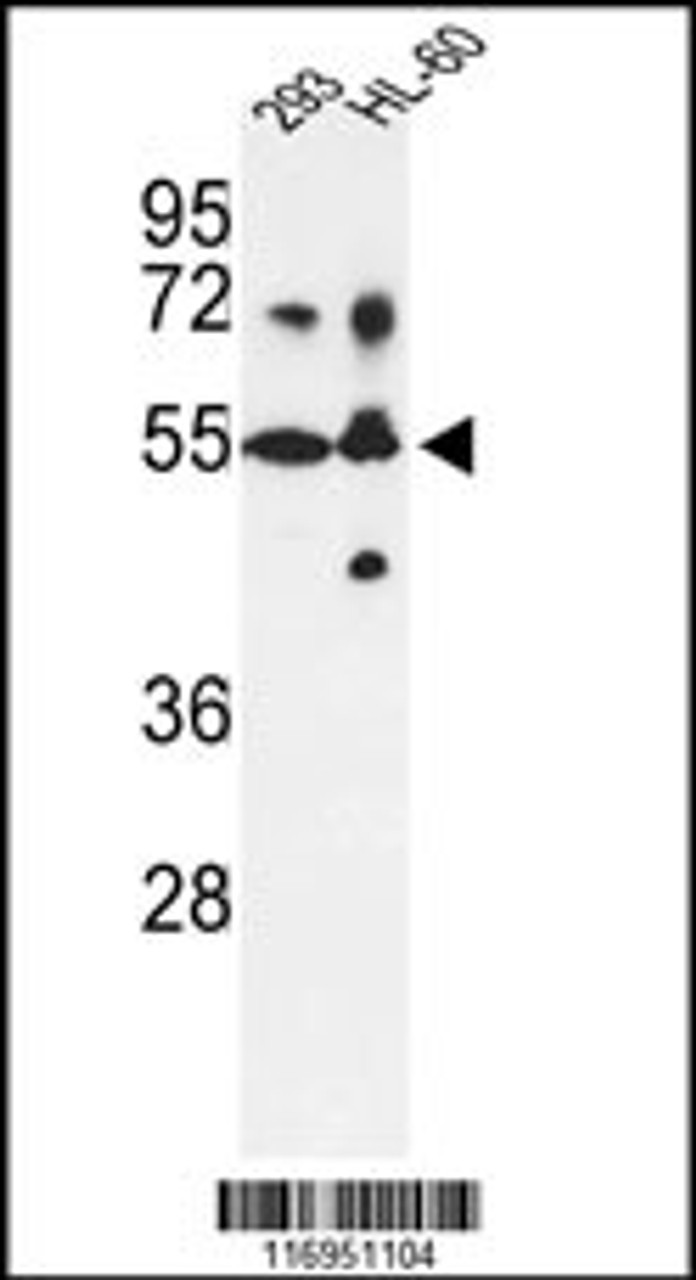 Western blot analysis of CYP21A2 Antibody in 293, HL-60 cell line lysates (35ug/lane)