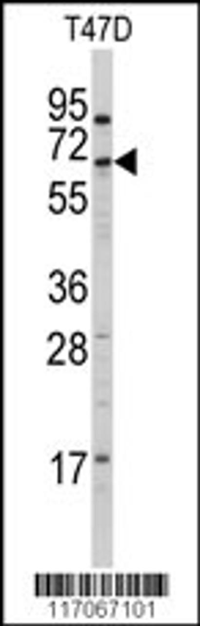 Western blot analysis of anti-CYP4X1 Antibody in T47D cell line lysates (35ug/lane)