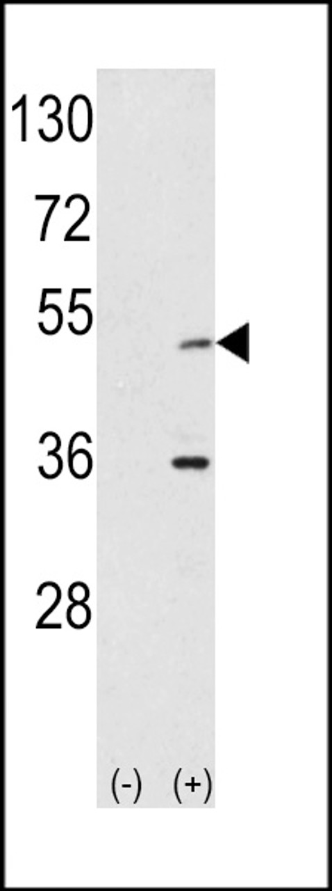 Western blot analysis of AIK using rabbit polyclonal hAIK-H105 using 293 cell lysates (2 ug/lane) either nontransfected (Lane 1) or transiently transfected with the AIK gene (Lane 2) .