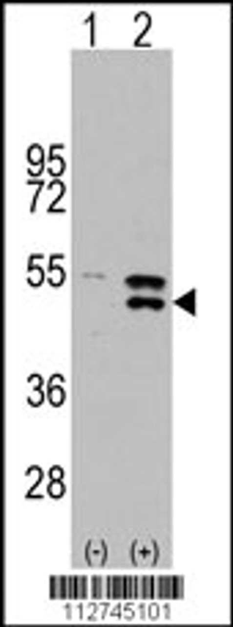 Western blot analysis of MAP2K5 using rabbit polyclonal MAP2K5 Antibody (S149) .293 cell lysates (2 ug/lane) either nontransfected (Lane 1) or transiently transfected with the MAP2K5 gene (Lane 2) .