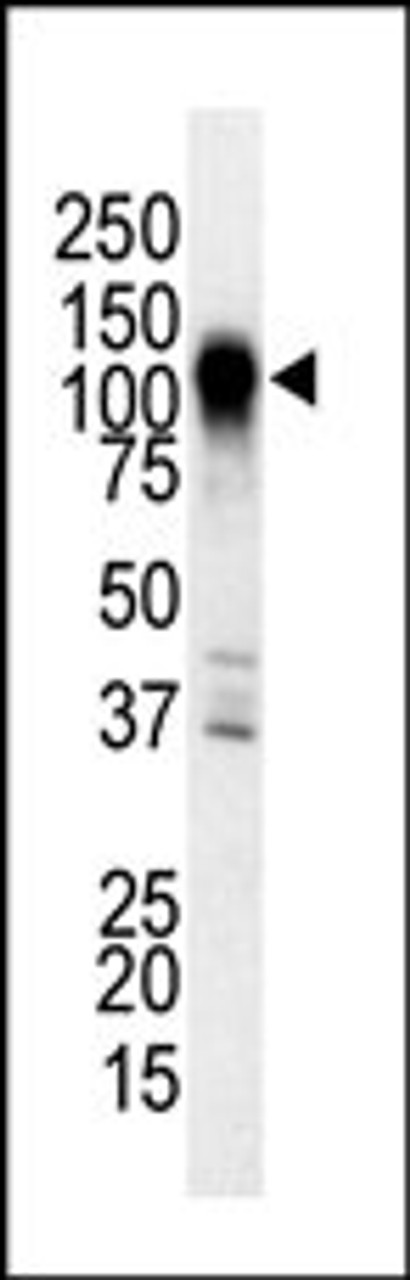 Antibody is used in Western blot to detect MEKK6 in NIH3T3 cell lysate.