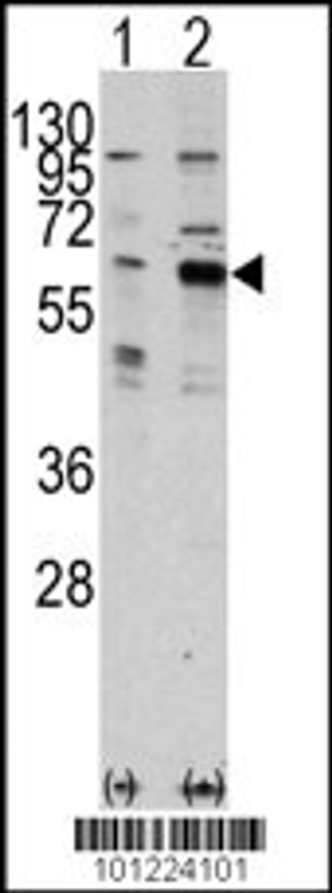 Western blot analysis of PAK3 using rabbit polyclonal PAK3 Antibody using 293 cell lysates (2 ug/lane) either nontransfected (Lane 1) or transiently transfected with the PAK3 gene (Lane 2) .