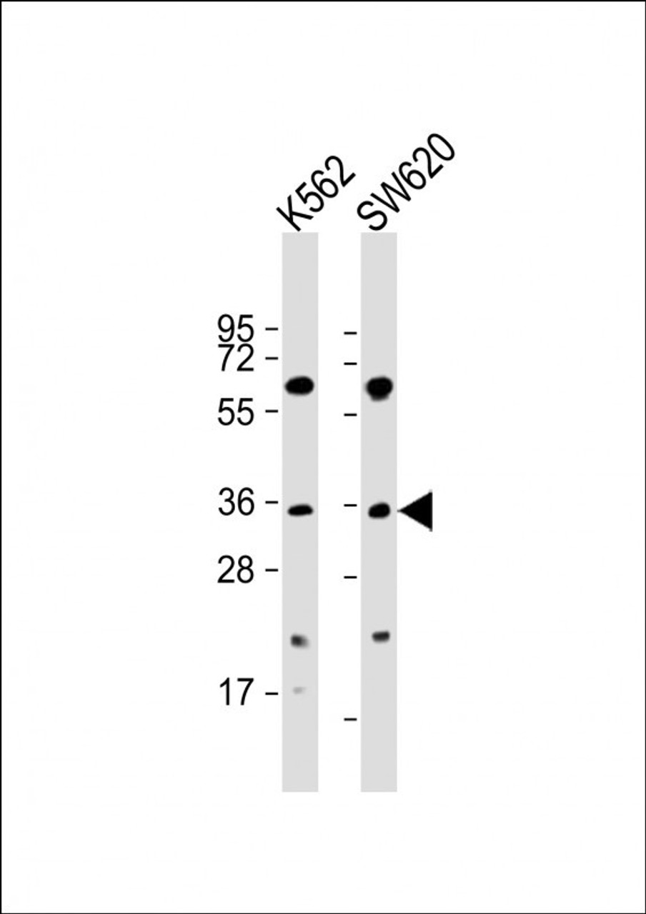 Western Blot at 1:2000 dilution Lane 1: K562 whole cell lysate Lane 2: SW620 whole cell lysate Lysates/proteins at 20 ug per lane.